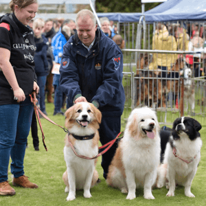 pet show